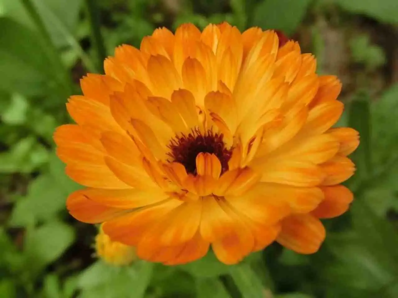 Calendula fiorita tutto l’anno: il segreto è nel vaso profondo Calendula fiorita tutto l’anno: il segreto è nel vaso profondo