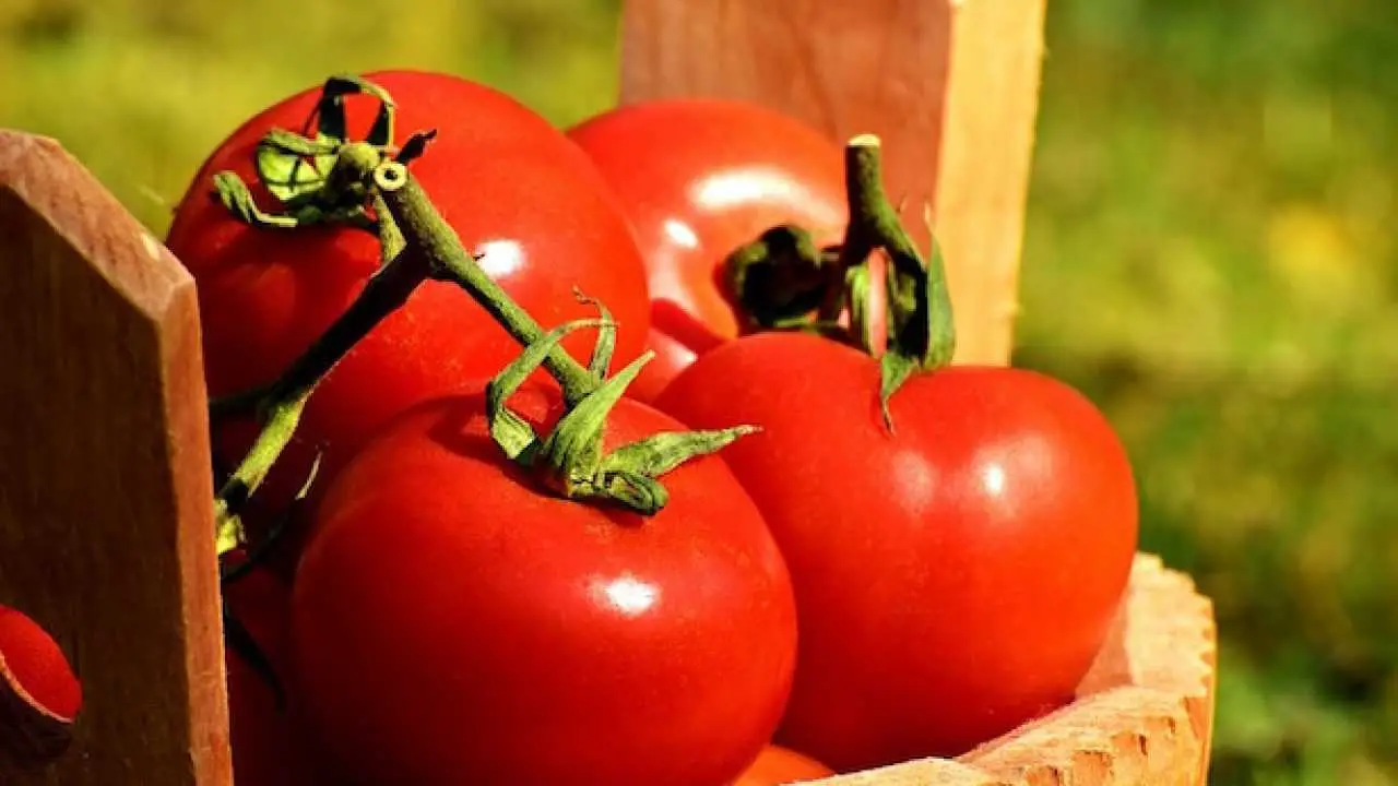 Pomodori dolcissimi: l’irrigazione serale che cambia il sapore Pomodori dolcissimi: l’irrigazione serale che cambia il sapore