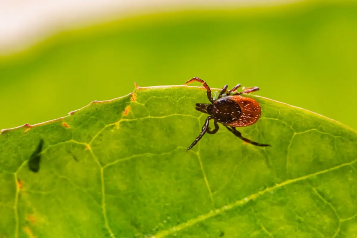 Come preparare un antiparassitario naturale con due ingredienti Come preparare un antiparassitario naturale con due ingredienti