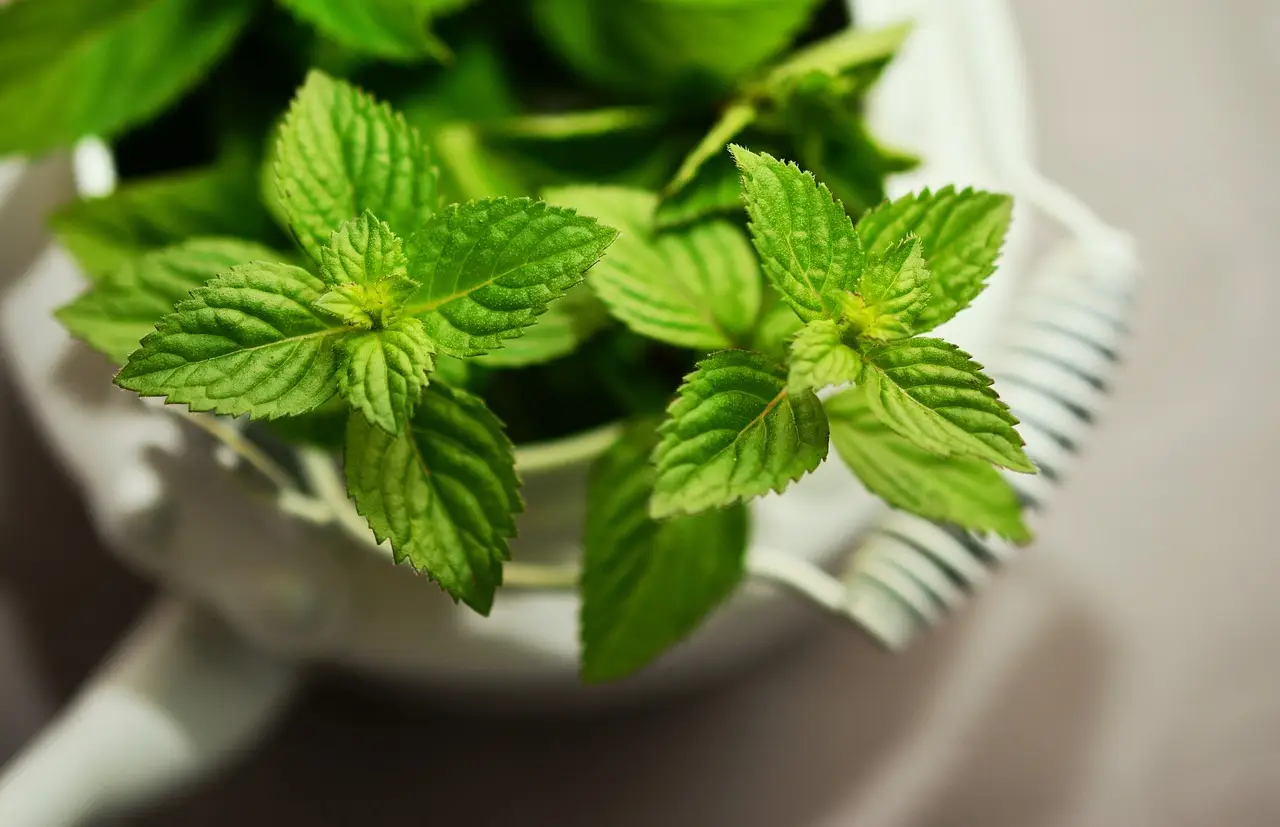 Menta invincibile contro il caldo: ecco cosa aggiungere all’annaffiatura Menta invincibile contro il caldo: ecco cosa aggiungere all’annaffiatura