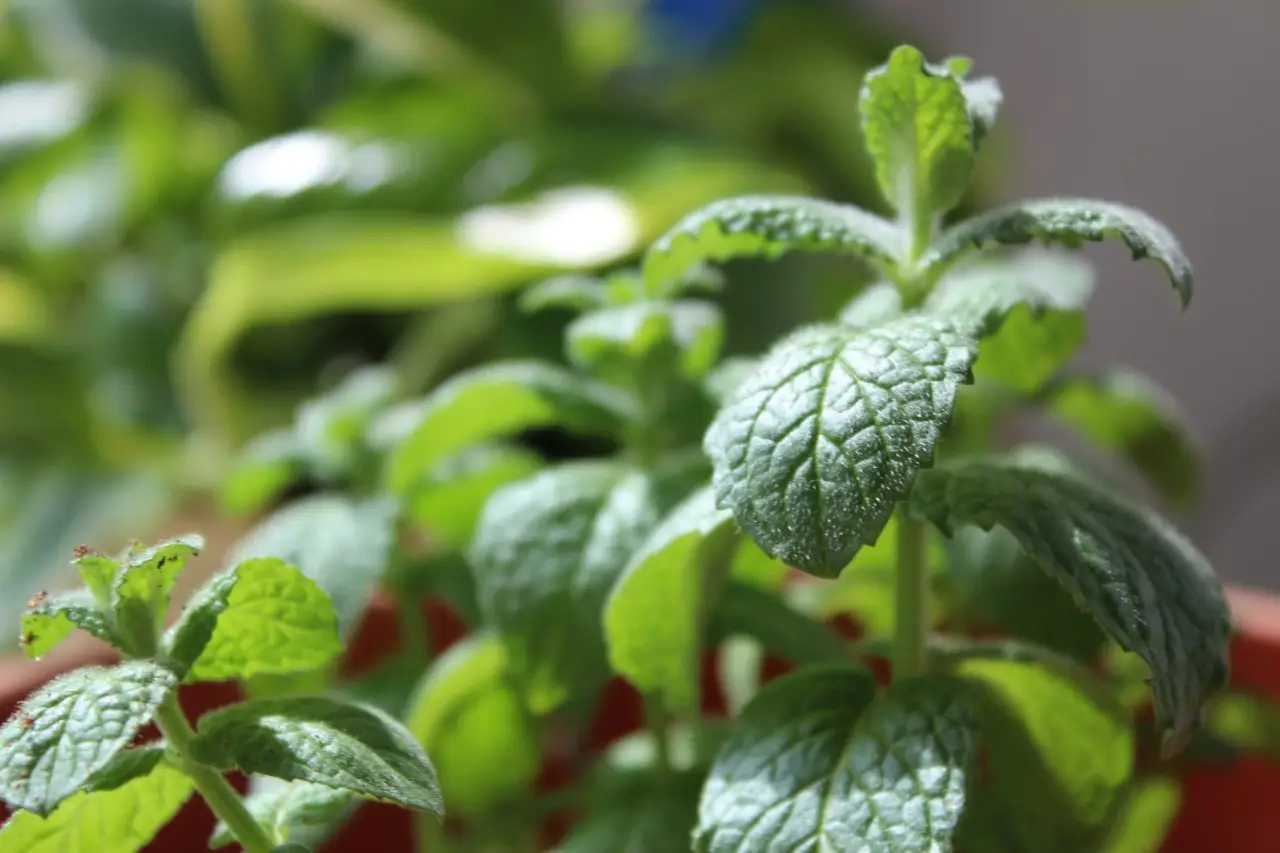 Menta invincibile contro il caldo: ecco cosa aggiungere all’annaffiatura Menta invincibile contro il caldo: ecco cosa aggiungere all’annaffiatura