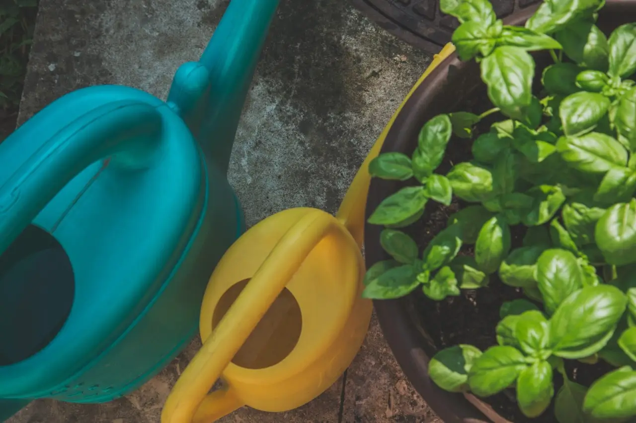 Menta invincibile contro il caldo: ecco cosa aggiungere all’annaffiatura Menta invincibile contro il caldo: ecco cosa aggiungere all’annaffiatura