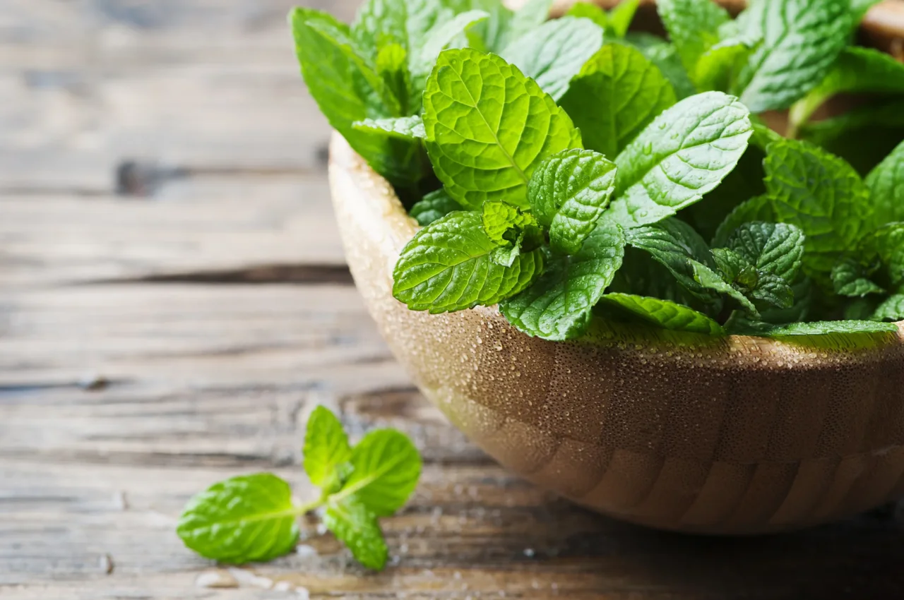 Menta invincibile contro il caldo: ecco cosa aggiungere all’annaffiatura Menta invincibile contro il caldo: ecco cosa aggiungere all’annaffiatura