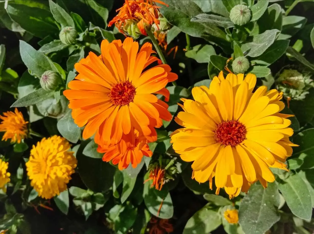 Calendula fiorita tutto l’anno: il segreto è nel vaso profondo Calendula fiorita tutto l’anno: il segreto è nel vaso profondo