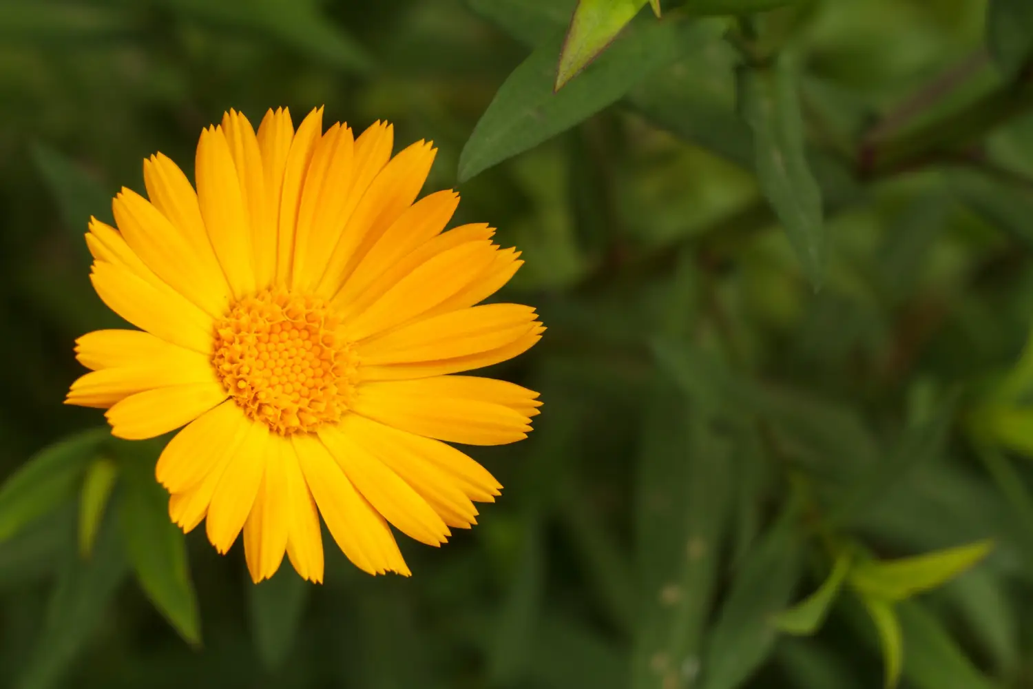 Calendula fiorita tutto l’anno: il segreto è nel vaso profondo Calendula fiorita tutto l’anno: il segreto è nel vaso profondo