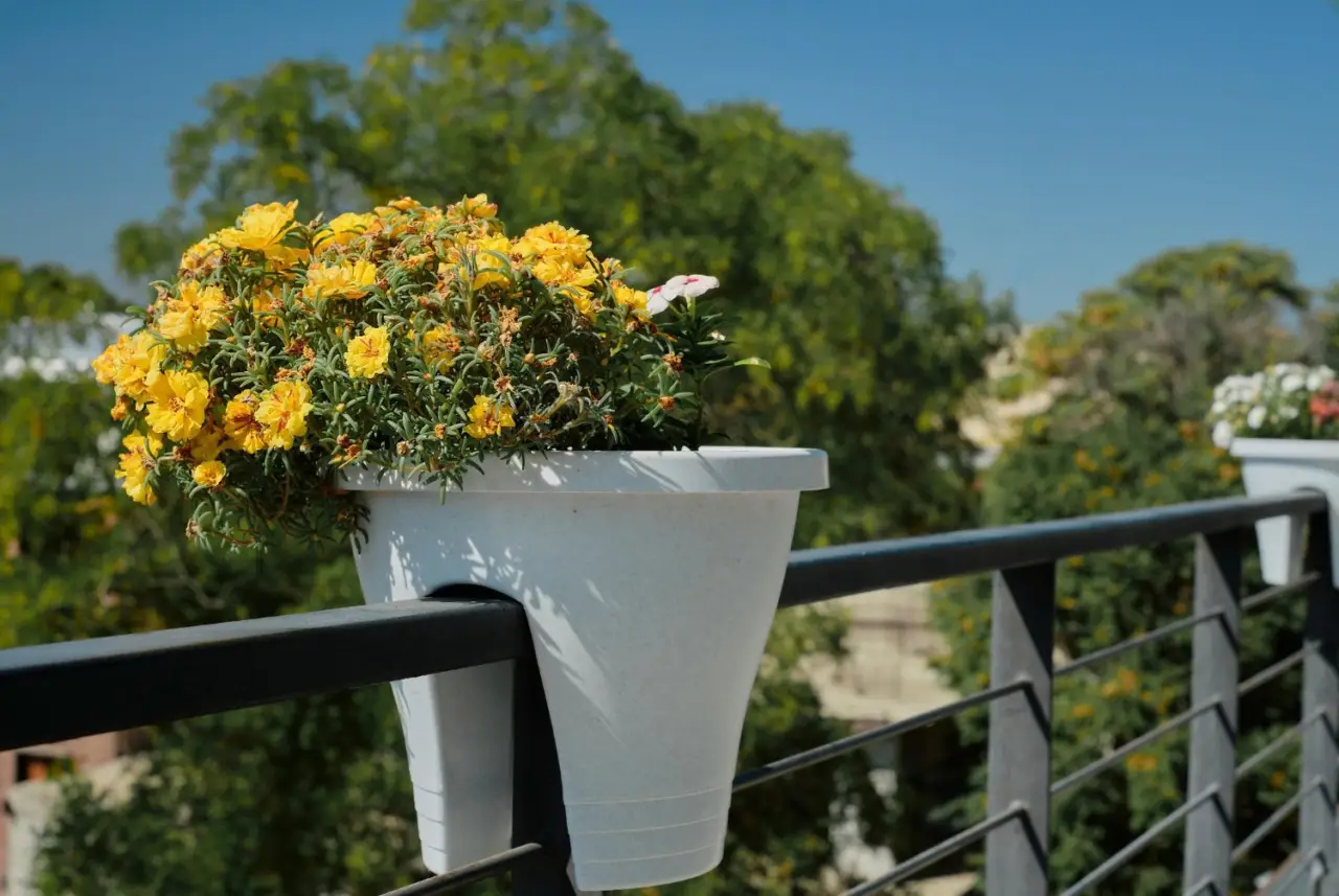 Calendula fiorita tutto l’anno: il segreto è nel vaso profondo Calendula fiorita tutto l’anno: il segreto è nel vaso profondo