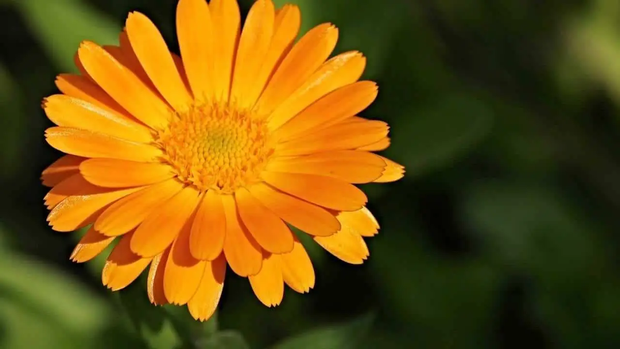 Calendula fiorita tutto l’anno: il segreto è nel vaso profondo Calendula fiorita tutto l’anno: il segreto è nel vaso profondo