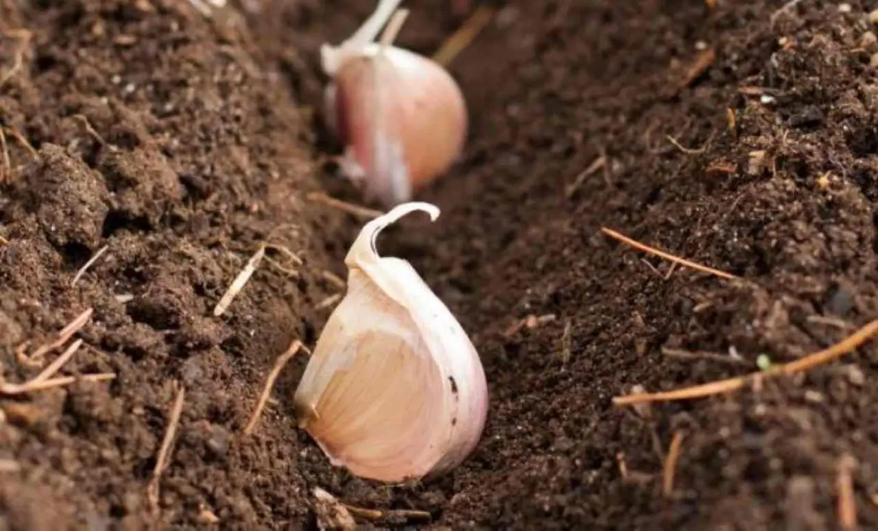 Rose senza afidi: il decotto d’aglio che sostituisce i pesticidi Rose senza afidi: il decotto d’aglio che sostituisce i pesticidi