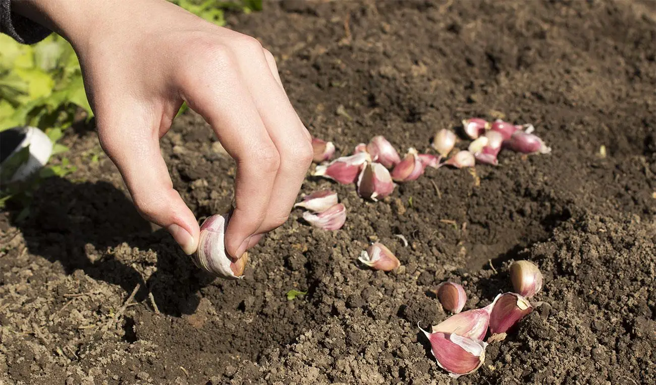 Rose senza afidi: il decotto d’aglio che sostituisce i pesticidi Rose senza afidi: il decotto d’aglio che sostituisce i pesticidi