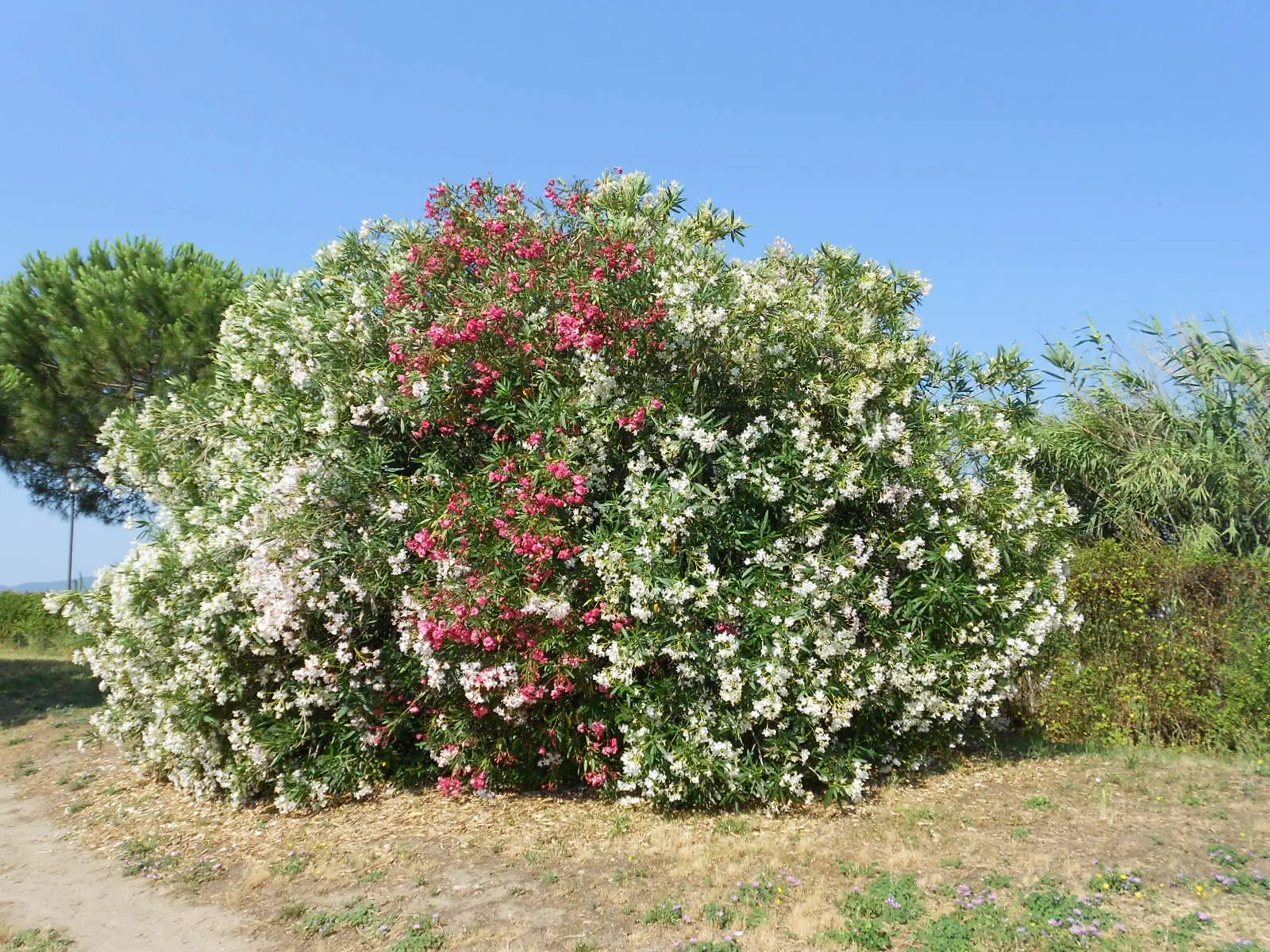 La pianta che assorbe le tossine dal terreno: utile in giardino La pianta che assorbe le tossine dal terreno: utile in giardino