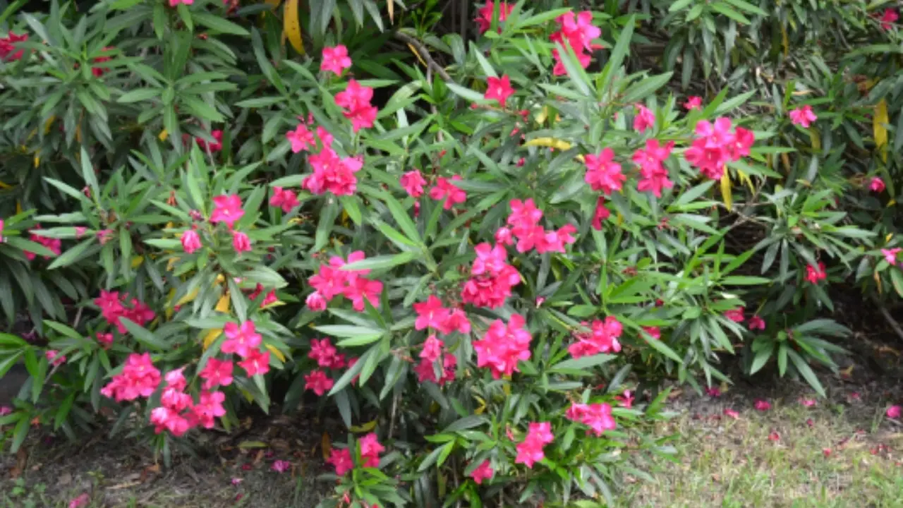 La pianta che assorbe le tossine dal terreno: utile in giardino La pianta che assorbe le tossine dal terreno: utile in giardino