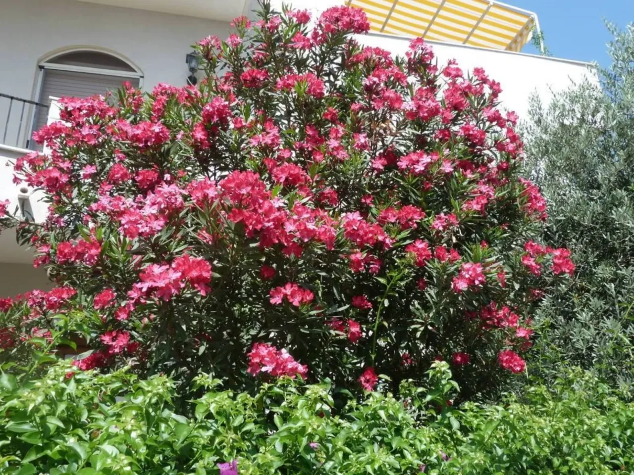 La pianta che assorbe le tossine dal terreno: utile in giardino La pianta che assorbe le tossine dal terreno: utile in giardino