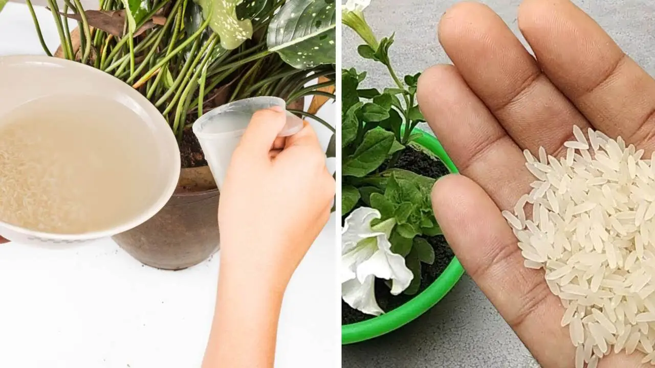 Come preparare un antiparassitario naturale con due ingredienti Come preparare un antiparassitario naturale con due ingredienti