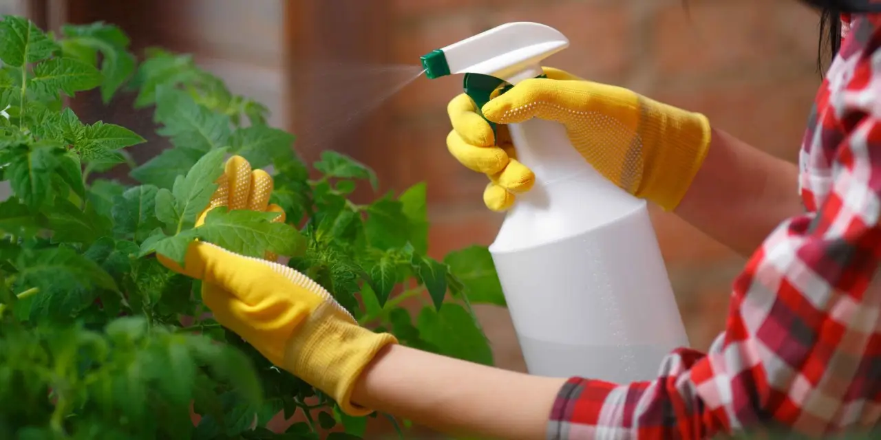 Come preparare un antiparassitario naturale con due ingredienti Come preparare un antiparassitario naturale con due ingredienti