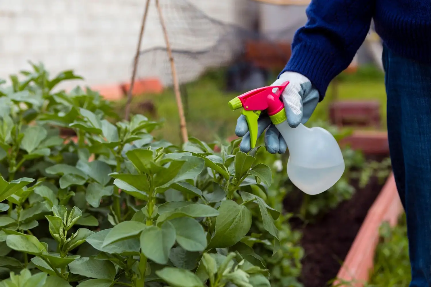 Come preparare un antiparassitario naturale con due ingredienti Come preparare un antiparassitario naturale con due ingredienti