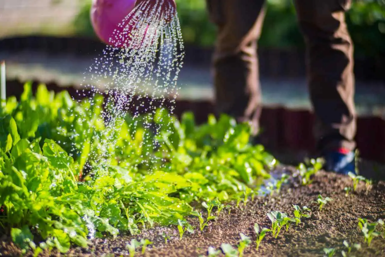 Il concime naturale con l’acqua di cottura: ecco come usarlo Il concime naturale con l’acqua di cottura: ecco come usarlo