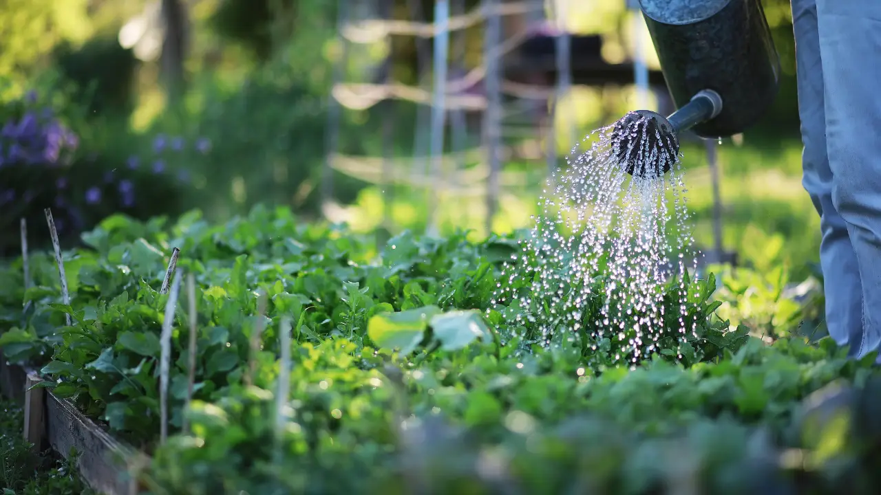 Il concime naturale con l’acqua di cottura: ecco come usarlo Il concime naturale con l’acqua di cottura: ecco come usarlo