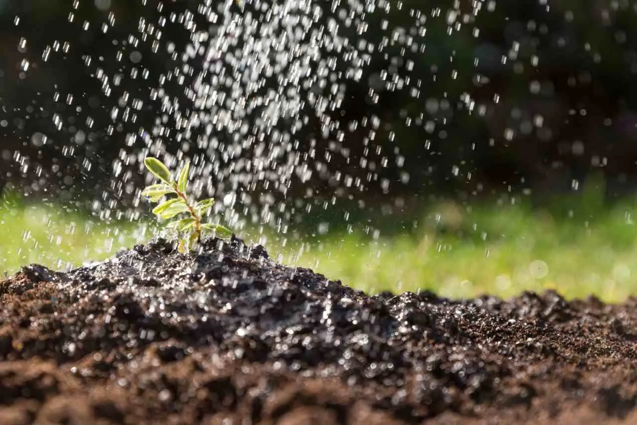 Il concime naturale con l’acqua di cottura: ecco come usarlo Il concime naturale con l’acqua di cottura: ecco come usarlo