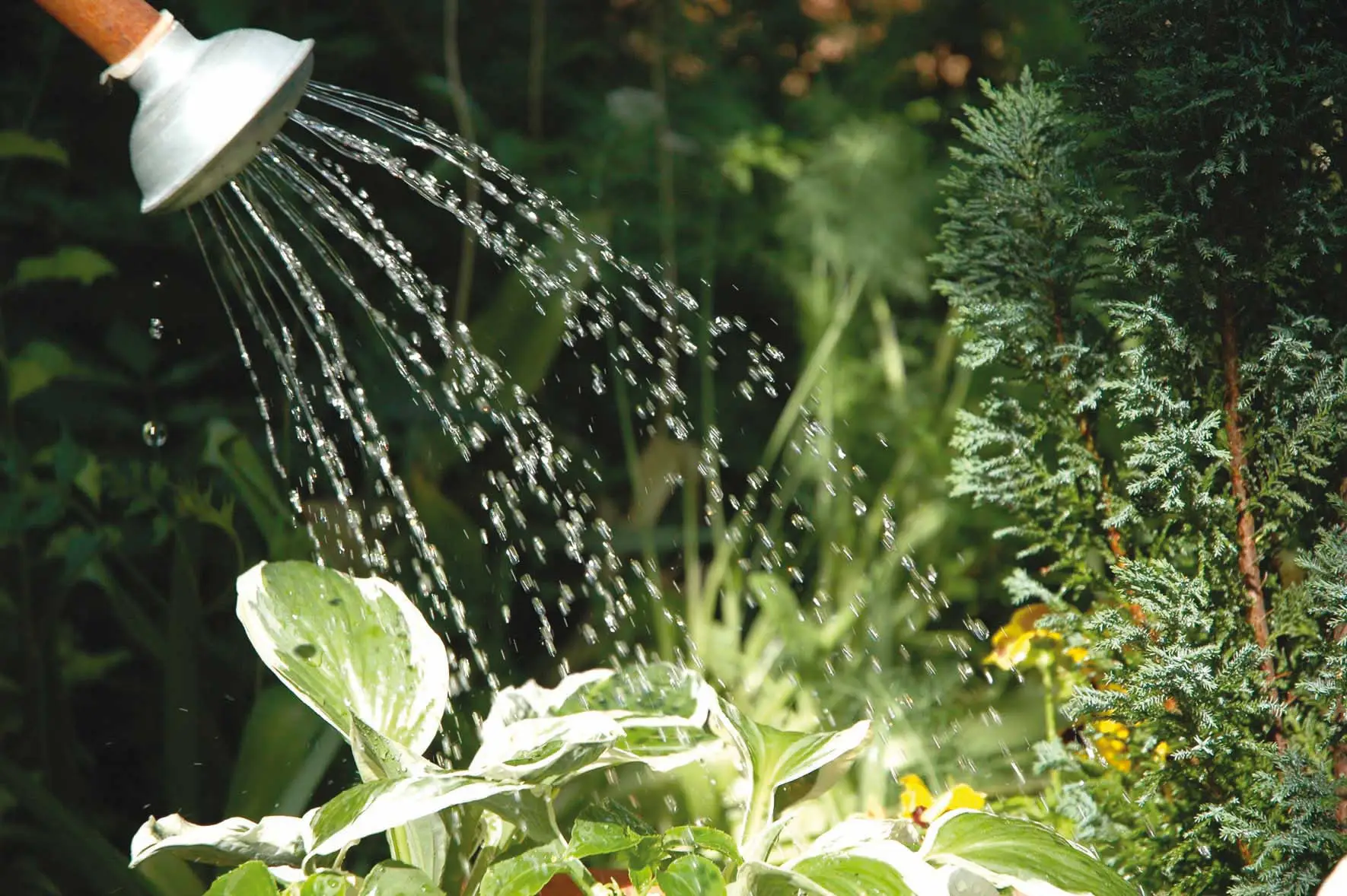 Il concime naturale con l’acqua di cottura: ecco come usarlo Il concime naturale con l’acqua di cottura: ecco come usarlo