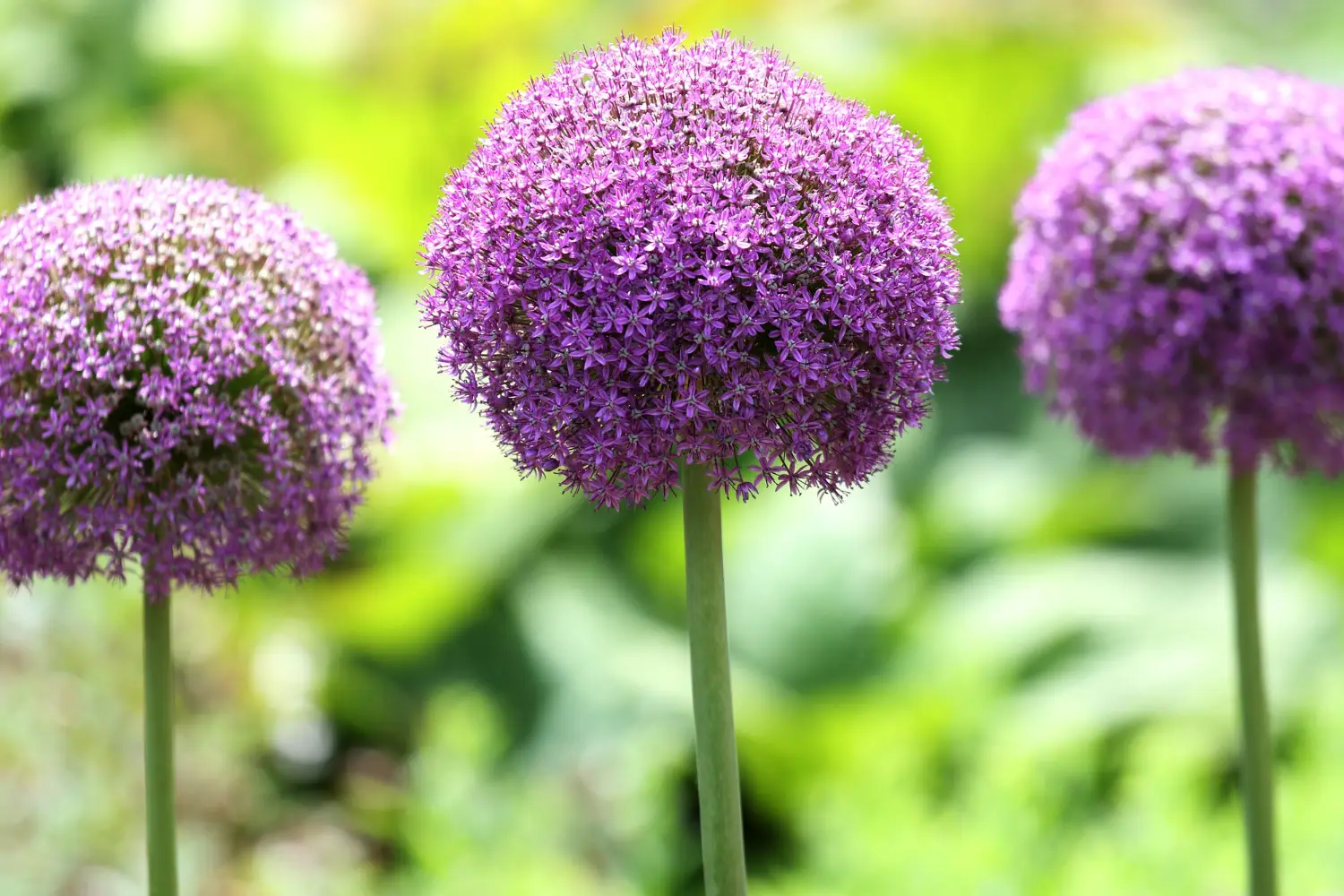 Come coltivare l’aglio ornamentale per avere fiori resistenti fino alla stagione fredda Come coltivare l’aglio ornamentale per avere fiori resistenti fino alla stagione fredda