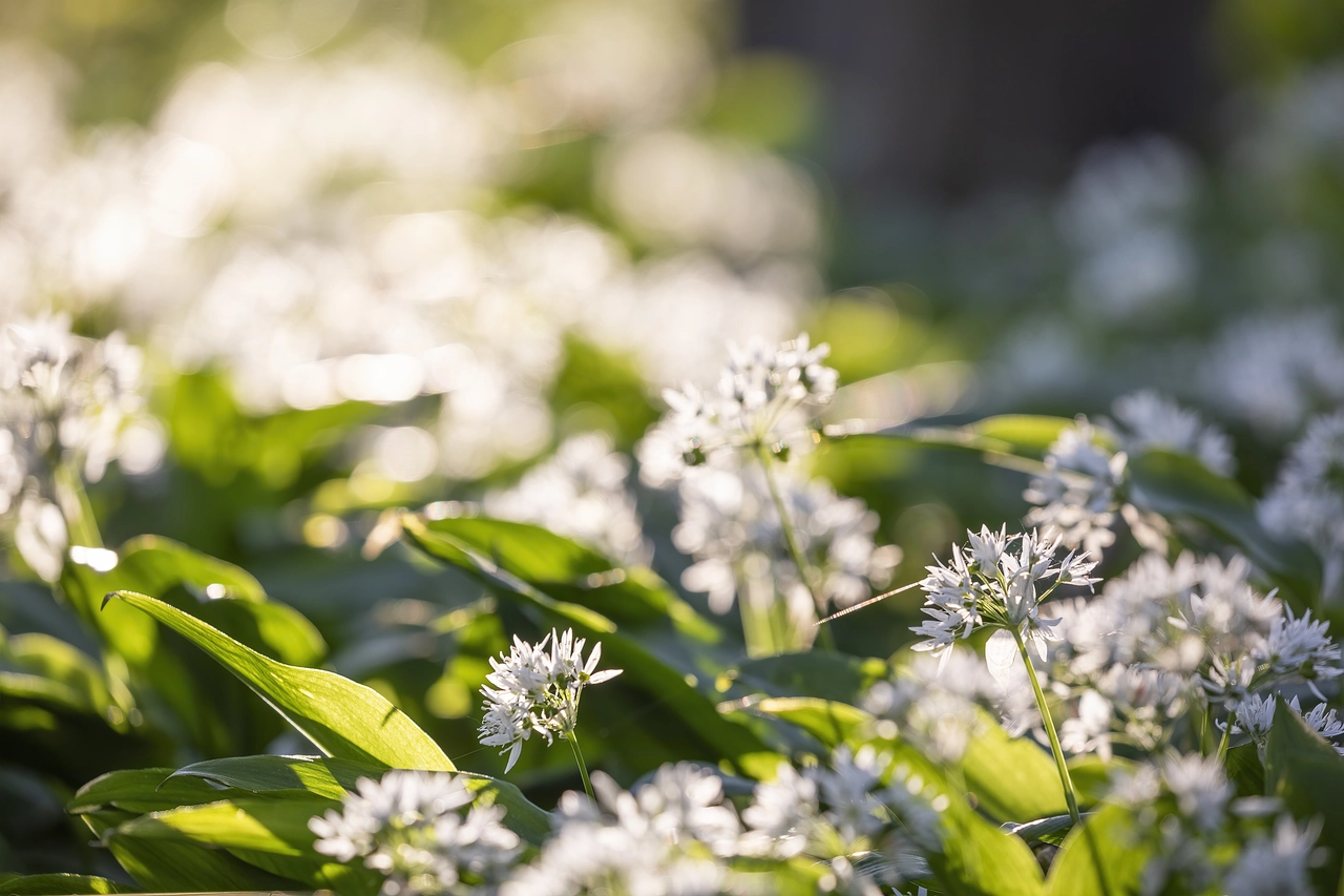 Come coltivare l’aglio ornamentale per avere fiori resistenti fino alla stagione fredda Come coltivare l’aglio ornamentale per avere fiori resistenti fino alla stagione fredda