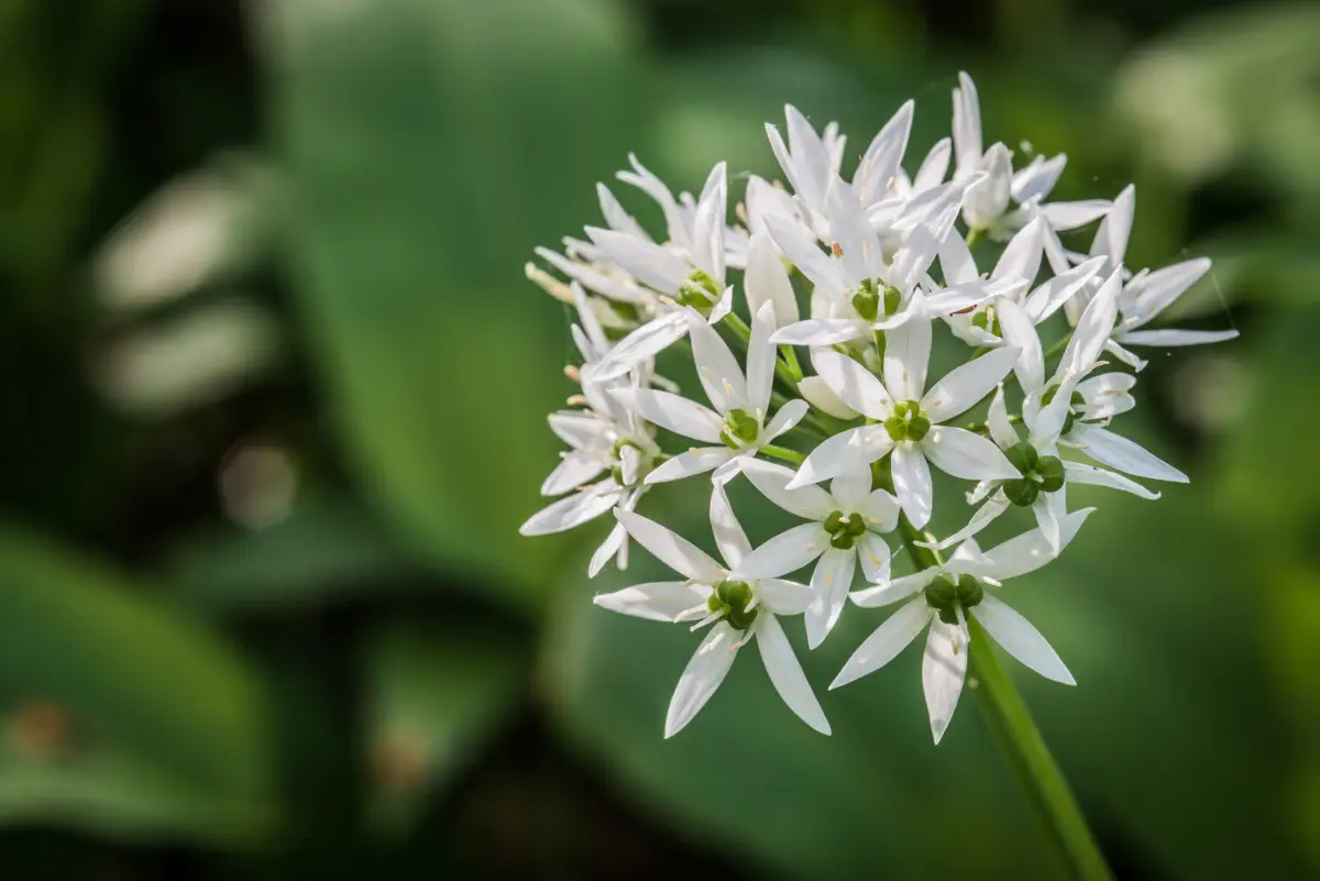 Come coltivare l’aglio ornamentale per avere fiori resistenti fino alla stagione fredda Come coltivare l’aglio ornamentale per avere fiori resistenti fino alla stagione fredda