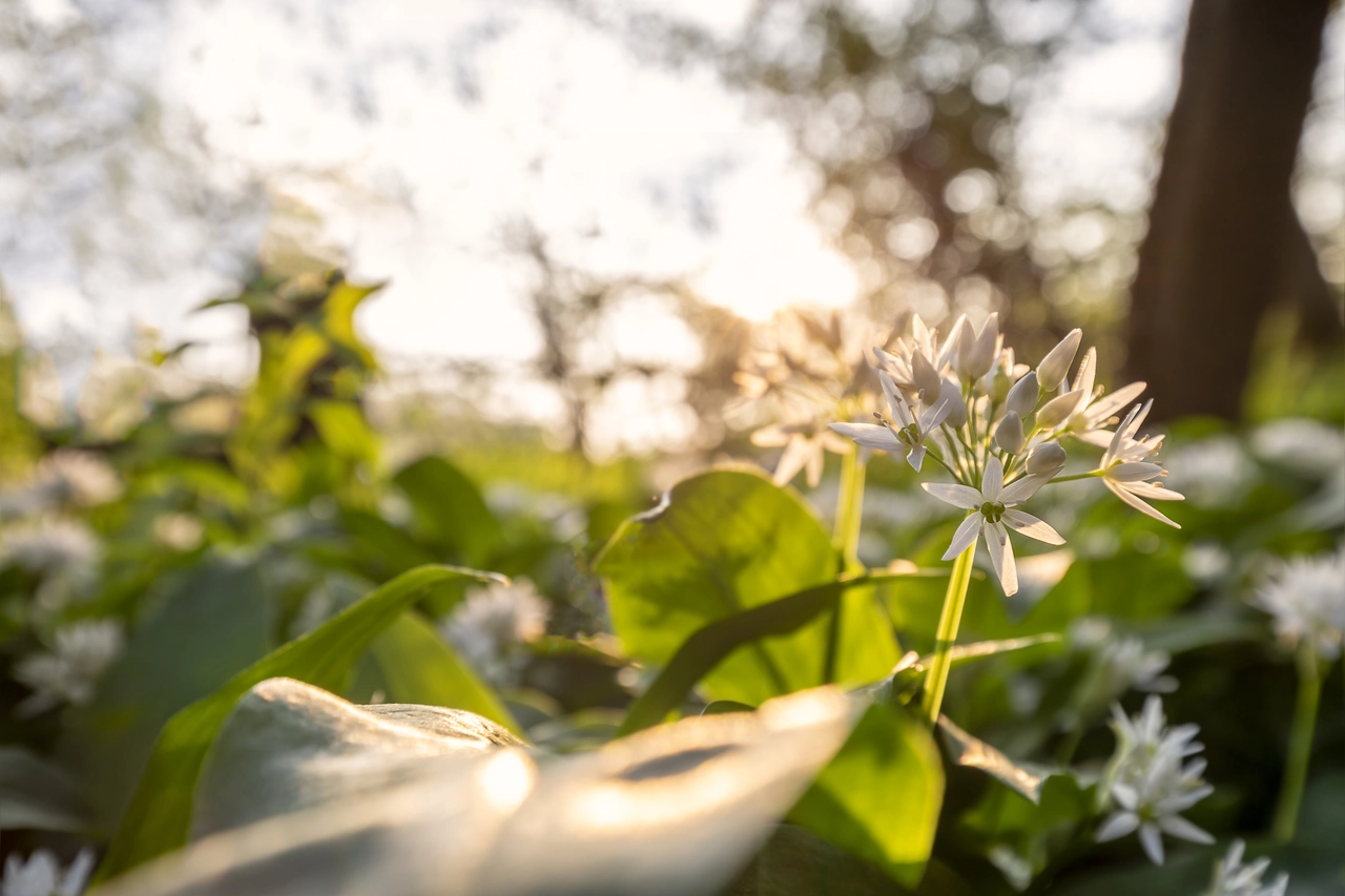 Come coltivare l’aglio ornamentale per avere fiori resistenti fino alla stagione fredda Come coltivare l’aglio ornamentale per avere fiori resistenti fino alla stagione fredda