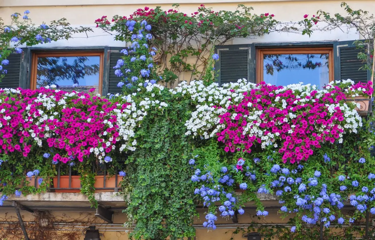 Trasforma il balcone con il gelsomino notturno e goditi profumi intensi in estate Trasforma il balcone con il gelsomino notturno e goditi profumi intensi in estate