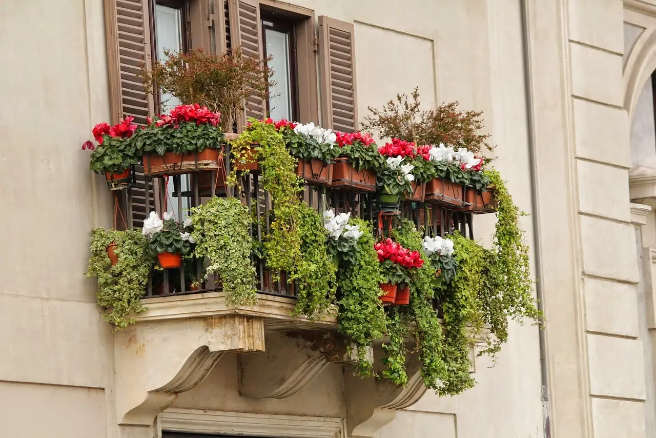Trasforma il balcone con il gelsomino notturno e goditi profumi intensi in estate Trasforma il balcone con il gelsomino notturno e goditi profumi intensi in estate