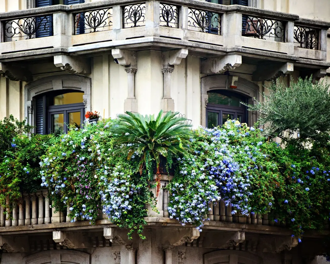 Trasforma il balcone con il gelsomino notturno e goditi profumi intensi in estate Trasforma il balcone con il gelsomino notturno e goditi profumi intensi in estate