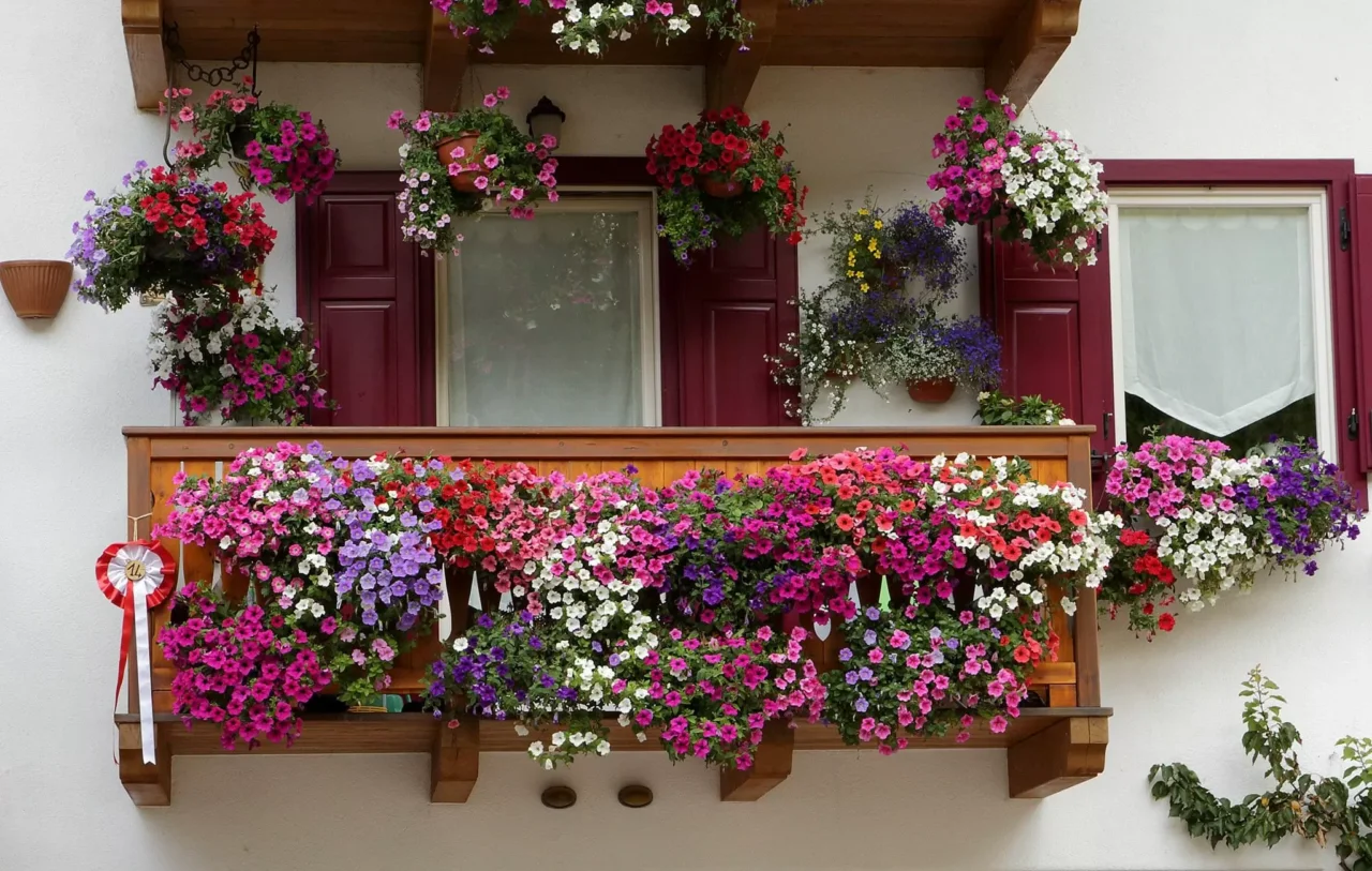 Trasforma il balcone con il gelsomino notturno e goditi profumi intensi in estate Trasforma il balcone con il gelsomino notturno e goditi profumi intensi in estate